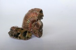 Kosmoceras phaeinum