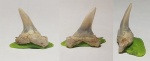 Eostriatolamia ?