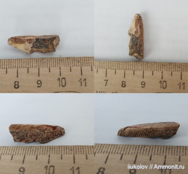 химеры, Chimaeriformes