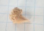 Squalicorax