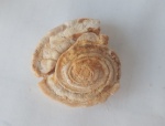 Omphalotrochus canaliculatus?