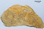 Ditomopyge mosquensis