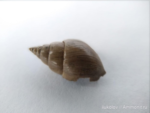 гастроподы, Pictavia laevigata
