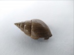Pictavia laevigata