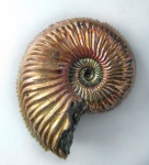 Amoeboceras alternoides