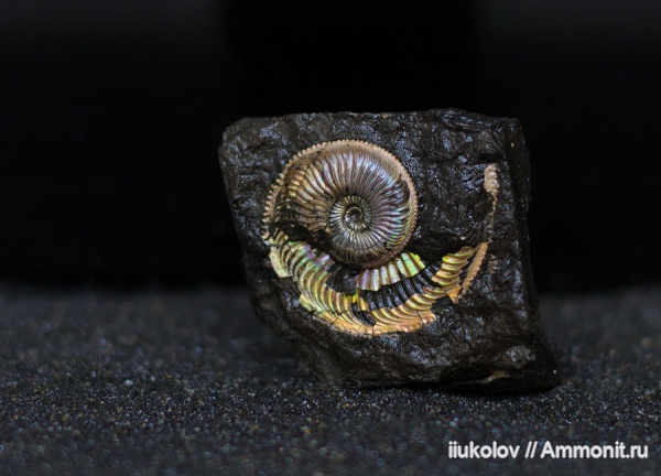 аммониты, Amoeboceras, Amoeboceras alternoides
