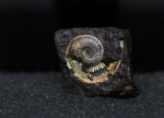 Amoeboceras alternoides в глине