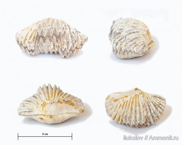 Cardinirhynchia rossica