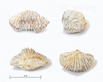 Cardinirhynchia rossica из Тимонино