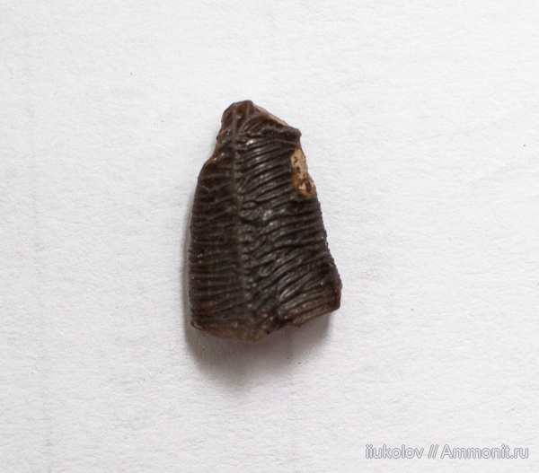 Acrodus