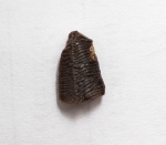 Непонятное из Варавино (Acrodus?)