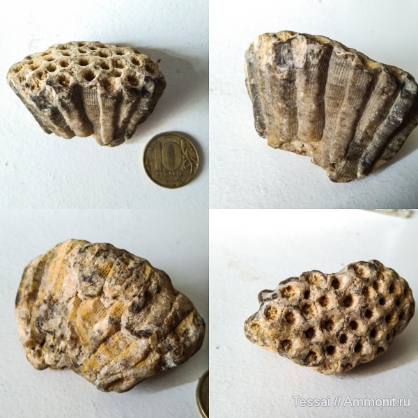 кораллы, ругозы, Actinocyathus, Rugosa