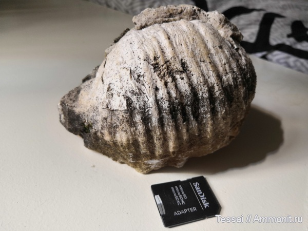 Gigantoproductus