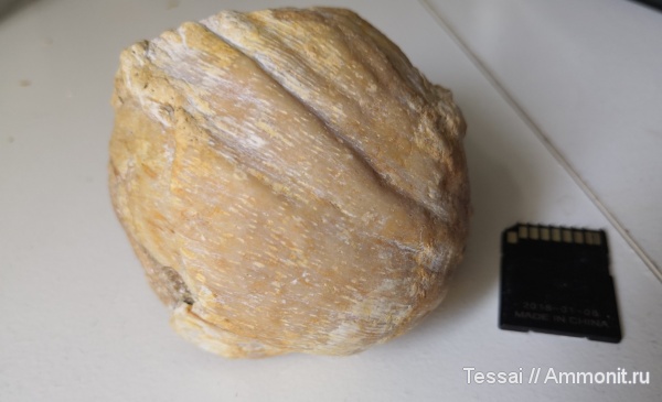 брахиоподы, карбон, Gigantoproductus, московский ярус