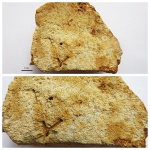 Thamnasteria sp.