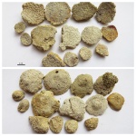 Thamnasteria sp.