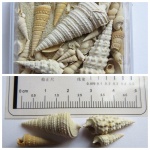 Конусы семейства Potamididae