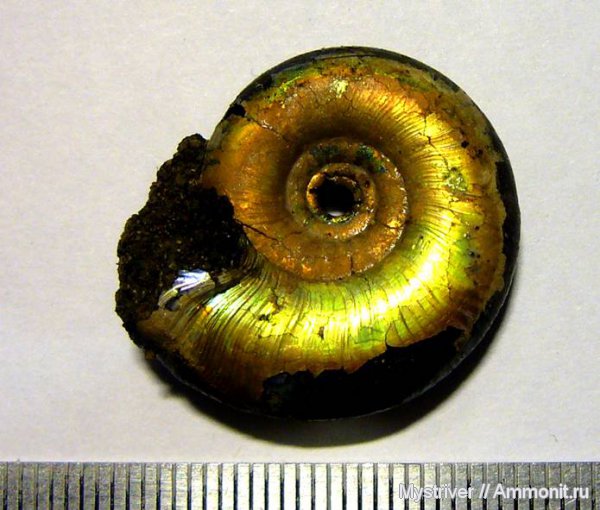 аммониты, Kachpurites, Kachpurites fulgens, устье, Ammonites, Volgian