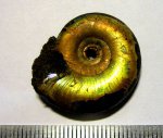 Аммонит Kachpurites fulgens (Trautschold, 1861).