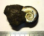 Маленький Kachpurites fulgens (Trautschold, 1861)