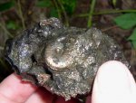 Аммонит Amoeboceras