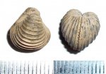 Двустворка Trautscholdia cordata