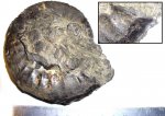 Устье Аммонита Dorsoplanites panderi? Устье Аммонита Dorsoplanites panderi?