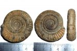 Аммонит Dactylioceras