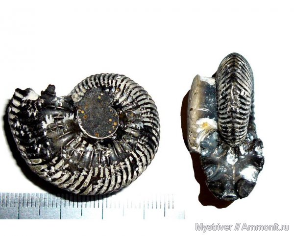 юра, Михайлов, Eboraciceras, Jurassic