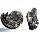 Аммонит Eboraciceras sp.