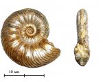 Аммонит Quenstedtoceras praelamberti