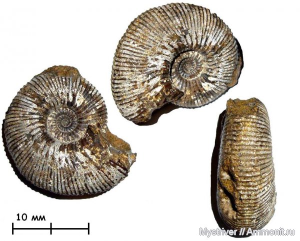 Kepplerites, Исады