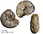 Аммонит Kepplerites sp.