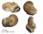 Аммонит Cardioceras sp.
