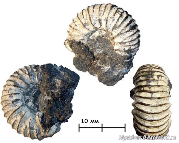 р. Шмелевка, ?, зона Dorsoplanites panderi, Michalskia miatschkoviensis, Michalskia, Dorsoplanitidae