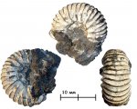 Аммонит ? Michalskia miatschkoviensis Ilovaisky, 1941