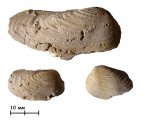 Двустворки Wilkingia sp.