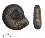 Аммонит Epivirgatites bipliciformis (Nikitin, 1881)