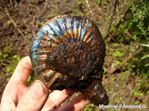 Virgatites, Мневники, Virgatites gerassimovi, зона Virgatites virgatus