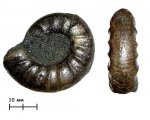 Ребристый аммонит Kachpurites fulgens