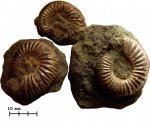Аммониты Epivirgatites sp.