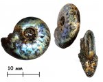 Аммонит Kachpurites subfulgens (Nikitin,1881)