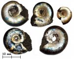 Аммониты Kachpurites fulgens