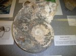 Наутилоид Domatoceras gigas