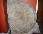 Аммонит Lomonossovella lomonossovi