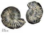 Аммонит Virgatites virgatus (Buch, 1830)