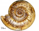 Аммонит Indosphinctes sp.