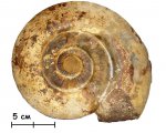 Аммонит Indosphinctes mutatus (Trautschold, 1862)