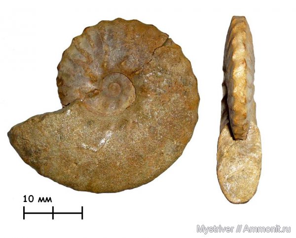 аммониты, мел, Казахстан, Dimorphoplites, Ammonites, Cretaceous
