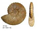 Аммонит Dimorphoplites sp.